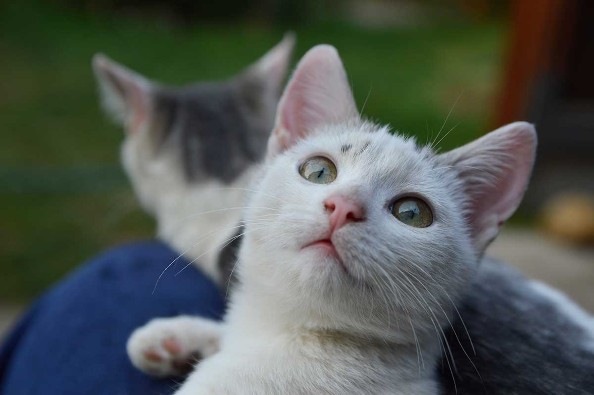 Cats in a lap looking up at the camera