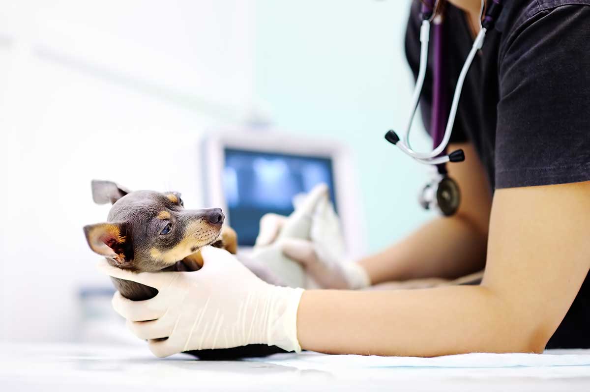 Dog being given ultrasound scan