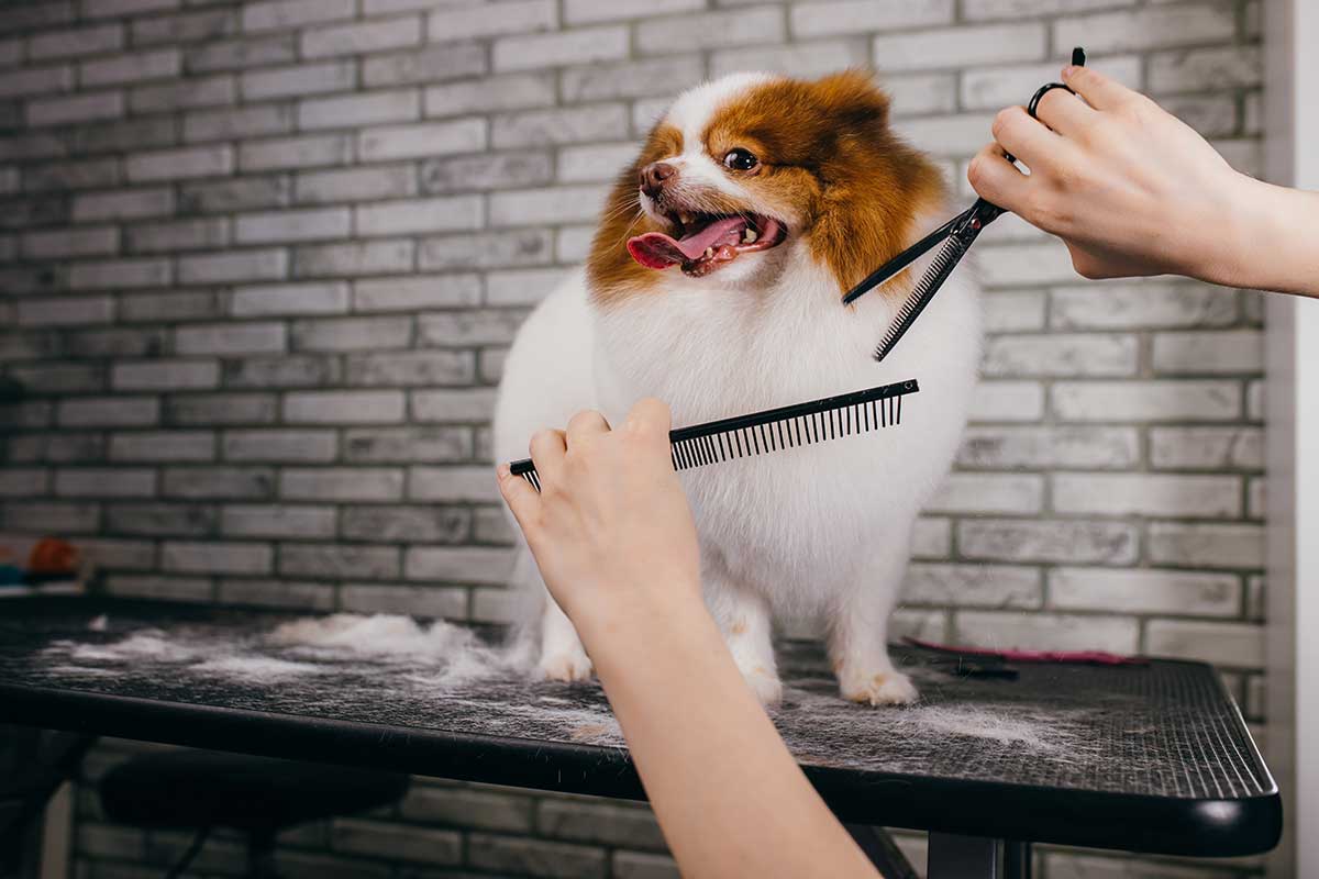 A dog being groomed
