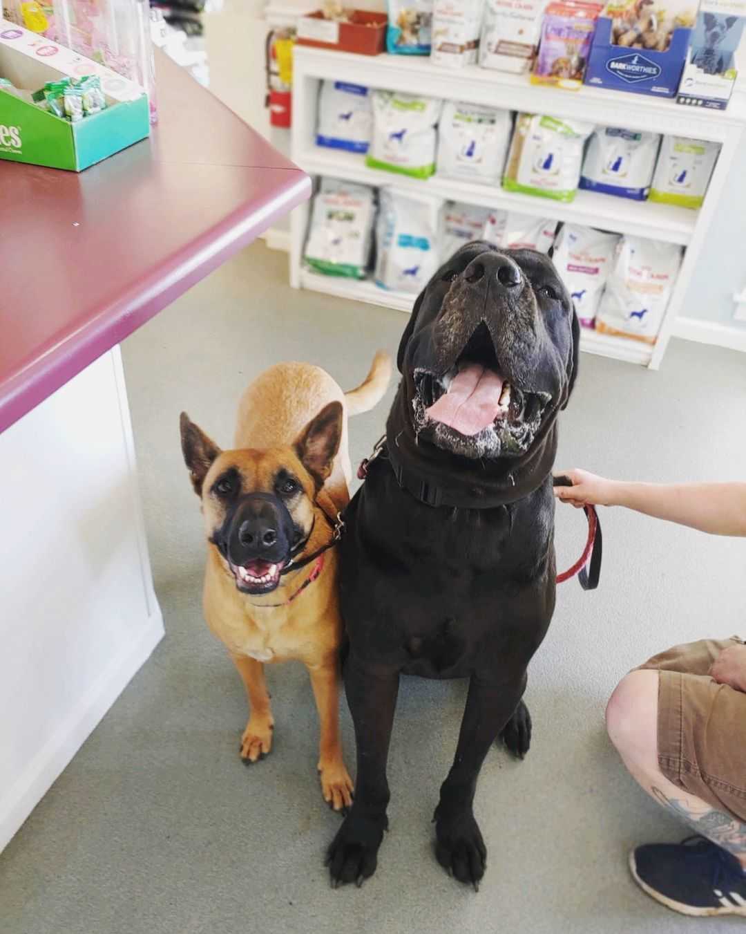 Two of our canine patients at the reception desk