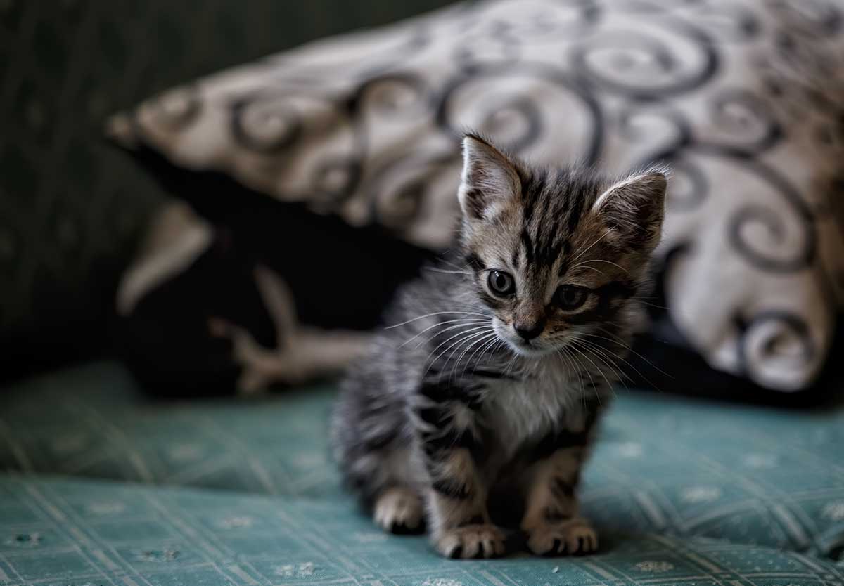 Small cat on a couch