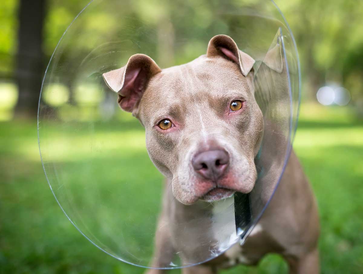 Dog wearing a protective cone