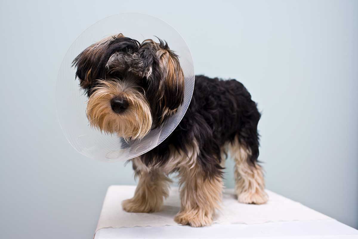 Dog on exam table with two vet techs