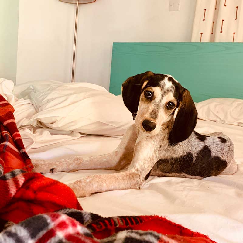 Dog laying on bed.